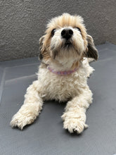 Load image into Gallery viewer, XS Pink &amp; Purple Jewel Acrylic Bead Collar [Small Dog/Cat Bead Collar]