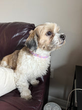 Load image into Gallery viewer, XS Pink &amp; Purple Jewel Acrylic Bead Collar [Small Dog/Cat Bead Collar]