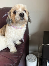 Load image into Gallery viewer, XS Pink &amp; Purple Jewel Acrylic Bead Collar [Small Dog/Cat Bead Collar]