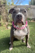Load image into Gallery viewer, PERSONALIZED Pink Daisy Bead Collar
