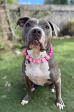 Load image into Gallery viewer, PERSONALIZED Pink Daisy Bead Collar