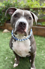 Load image into Gallery viewer, China Blue Ceramic Bead Collar