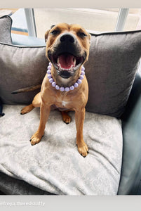 Lavender Rain Acrylic Bead Collar [Scuffed]