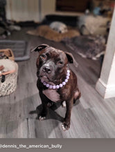 Load image into Gallery viewer, Lavender Rain Acrylic Bead Collar [Scuffed]