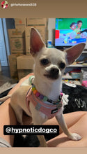 Load image into Gallery viewer, Electric Rainbow MINI [Small Dog/Cat Bead Collar]