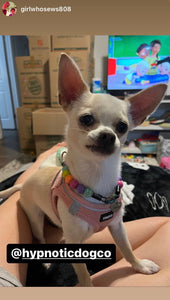 Electric Rainbow MINI [Small Dog/Cat Bead Collar]