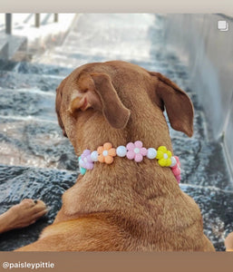 🟧 16" Slip On (Black O-Ring) 🌼 Multicolor Daisies 🌼 Silicone Bead Collar - PRE-MADE/FINAL SALE