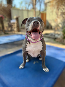 Pink Raspberry Stars Bead Collar