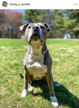 Load image into Gallery viewer, 🟧 18" Slip On (Black O-Ring) Pink &amp; Purple Crystal Flowers 🌸 Acrylic Bead Collar - PRE-MADE/FINAL SALE