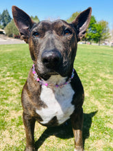 Load image into Gallery viewer, 🟧 18" Slip On (Black O-Ring) Pink &amp; Purple Crystal Flowers 🌸 Acrylic Bead Collar - PRE-MADE/FINAL SALE