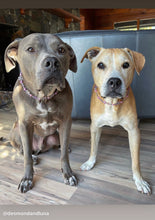 Load image into Gallery viewer, 🟧 18" Slip On (Black O-Ring) Pink &amp; Purple Crystal Flowers 🌸 Acrylic Bead Collar - PRE-MADE/FINAL SALE
