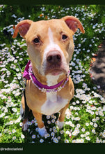 Load image into Gallery viewer, 🟧 18" Slip On (Black O-Ring) Pink &amp; Purple Crystal Flowers 🌸 Acrylic Bead Collar - PRE-MADE/FINAL SALE