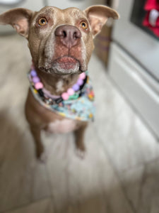 Pretty Princess Acrylic Bead Collar