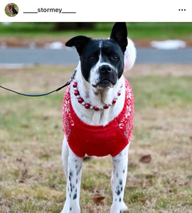 Santa Baby Bead Collar