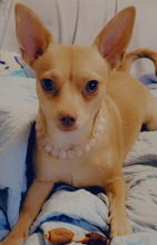 Load image into Gallery viewer, XS Rose Quartz Semi-precious Gem [Small Dog/Cat Bead Collar]
