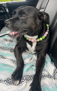 Watermelon Sugar Bead Collar