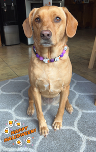 Purple Boo 👻 Halloween Glow Bead Collar