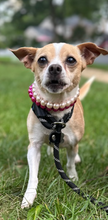 Load image into Gallery viewer, Mini Magenta Pearl [Small Dog/Cat Bead Collar]