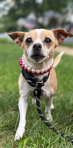 Mini Magenta Pearl [Small Dog/Cat Bead Collar]