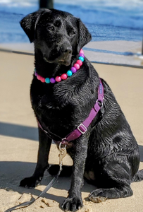 Hypnotic Dog Signature Acrylic Bead Collar