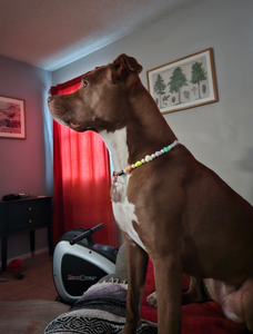 Pastel Rainbow Hearts Bead Collar