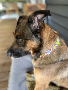🌼 Flower Power 🌼 Bead Collar