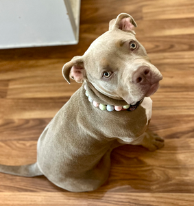 Lollipop Resin Bead Collar