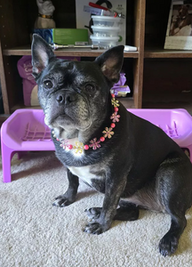 Orange & Red Crystal Flowers 🌸 Acrylic Bead Collar [Small Dog/Cat Bead Collar]
