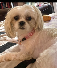 Load image into Gallery viewer, Pink Lights MINI Glam Collar [Small Dog/Cat Bead Collar]