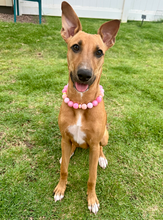 Load image into Gallery viewer, Pink Sorbet Bead Collar