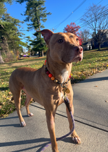 Load image into Gallery viewer, Diablo Bead Collar