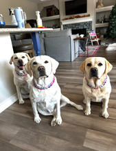 Load image into Gallery viewer, Moonbeam Acrylic Bead Collar