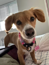 Load image into Gallery viewer, Pink Sugar MINI [Small Dog/Cat Bead Collar]