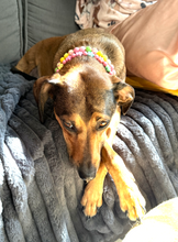 Load image into Gallery viewer, 🌸 Y2K Flowers Bead Collar [Small Dog/Cat Collar]