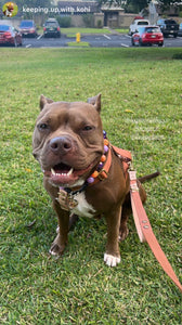 Spellbound Bead Collar