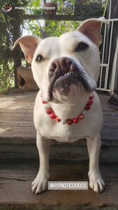 Valentine's Signature Bead Collar