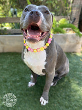 Load image into Gallery viewer, Akira's Pink Lemonade 🩷🍋 Bead Collar