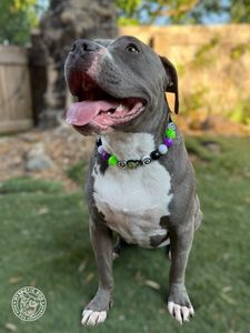 Beetlejuice Bead Collar