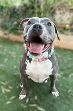 Load image into Gallery viewer, Berry Bloom 🌸 Bead Collar