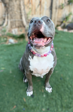 Load image into Gallery viewer, Berry Crackle Bead Collar