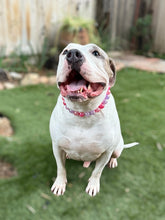 Load image into Gallery viewer, Berry Crackle Bead Collar