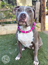 Load image into Gallery viewer, Berry Stardust Glitter Acrylic Bead Collar