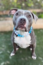 Load image into Gallery viewer, Bluebell Bead Collar