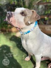 Load image into Gallery viewer, Bluebell Bead Collar
