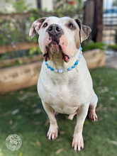 Load image into Gallery viewer, Bluebell Bead Collar