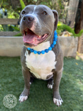 Load image into Gallery viewer, Blue Glow Bead Collar