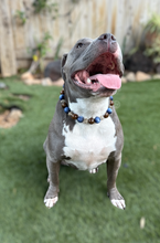 Load image into Gallery viewer, Blue Lantern Acrylic Bead Collar