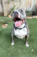 Load image into Gallery viewer, Blue Lantern Acrylic Bead Collar