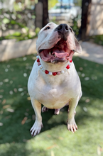 Load image into Gallery viewer, Candy Cane Glam Bead Collar