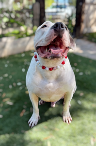 Candy Cane Glam Bead Collar